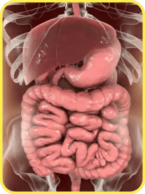 Digestive Health