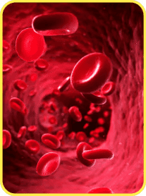 Heart Health