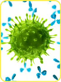 Immunity