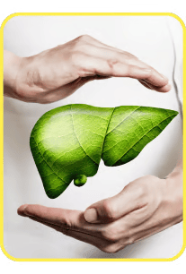Liver Support