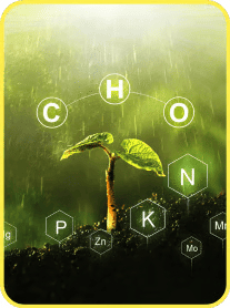 Nutrient Rich